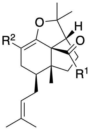 Structure 128: yezo'otogirin C, yezo'otogirin A, ascynol E and others — A, bicyclononanes, caged