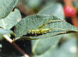 Grasshopper photograph