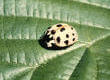 Lady Bug photograph