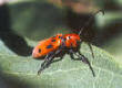 Milkweed Bug photograph