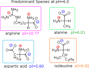 Virtual Textbook: Biomolecules — Amino Acids, figure 13