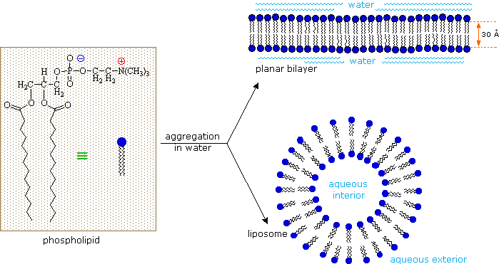Virtual Textbook: Biomolecules — Lipids, figure 12