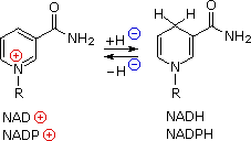 Virtual Textbook: Biomolecules — Lipids, figure 23