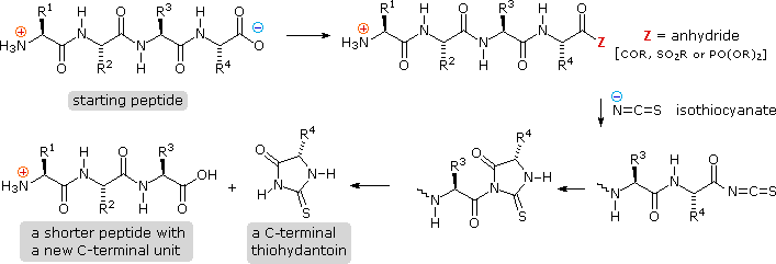 Virtual Textbook: Biomolecules — Peptides and Proteins, figure 11