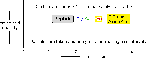 Virtual Textbook: Biomolecules — Peptides and Proteins, figure 12