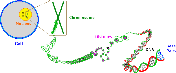 Virtual Textbook: Biomolecules — Nucleic Acids, figure 9