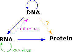 Virtual Textbook: Biomolecules — Nucleic Acids, figure 15