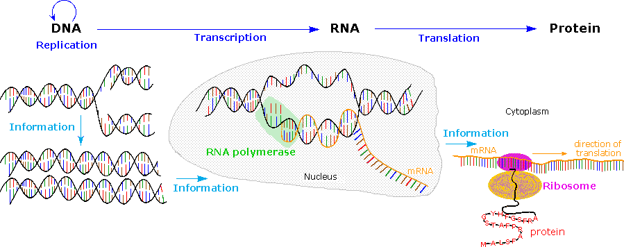 Virtual Textbook: Biomolecules — Nucleic Acids, figure 14