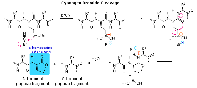 Virtual Textbook: Biomolecules — Peptides and Proteins, figure 13