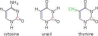 Virtual Textbook: Biomolecules — Nucleic Acids, figure 25