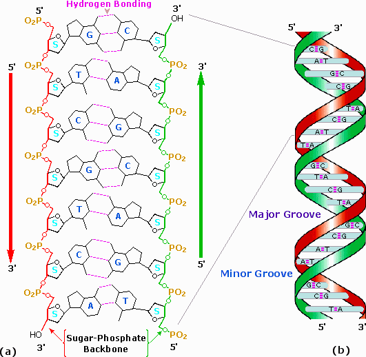 Virtual Textbook: Biomolecules — Nucleic Acids, figure 7