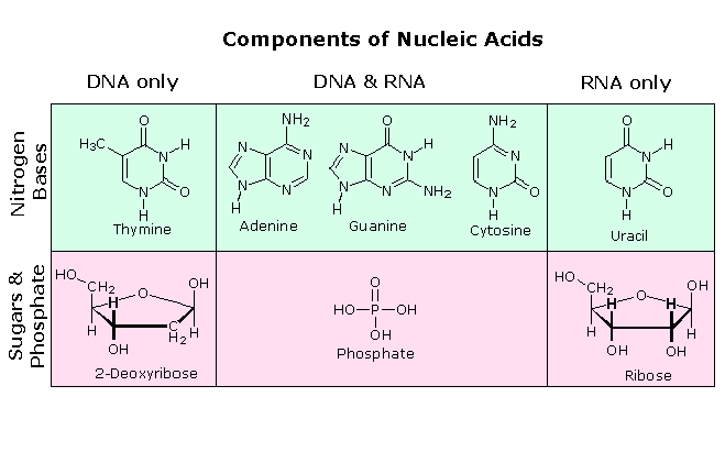 Virtual Textbook: Biomolecules — Nucleic Acids, figure 3