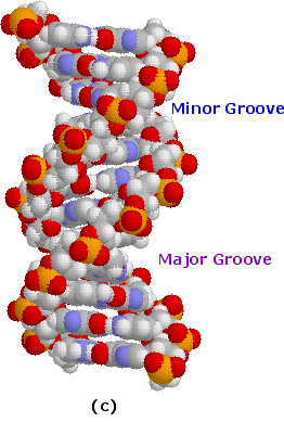 Virtual Textbook: Biomolecules — Nucleic Acids, figure 8