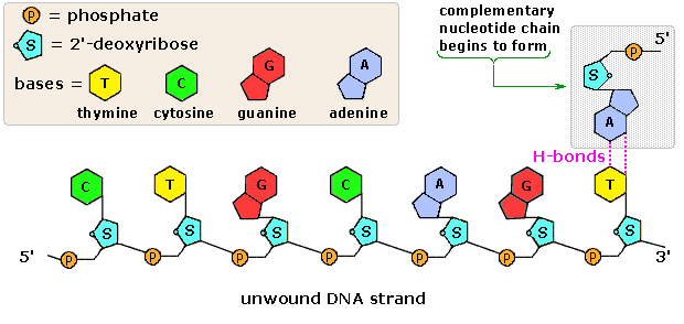 Virtual Textbook: Biomolecules — Nucleic Acids, figure 11