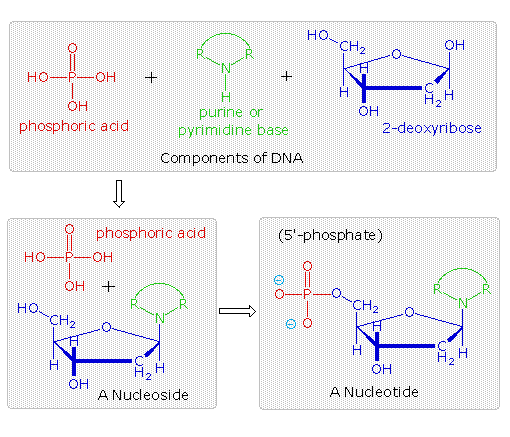 Virtual Textbook: Biomolecules — Nucleic Acids, figure 2
