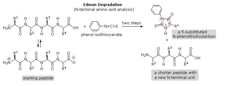 Virtual Textbook: Biomolecules — Peptides and Proteins, figure 10