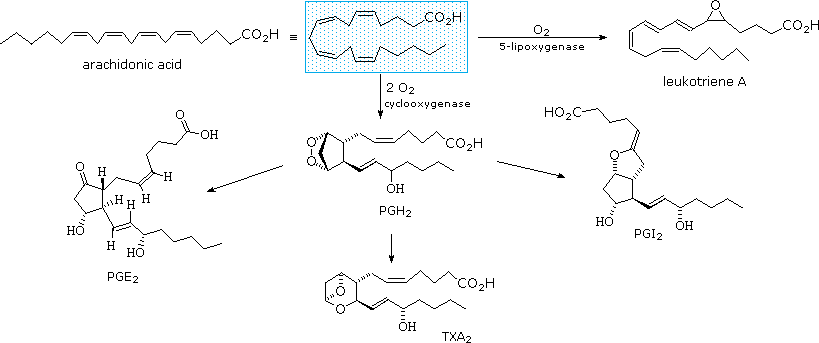Virtual Textbook: Biomolecules — Lipids, figure 13