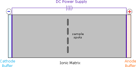 Virtual Textbook: Biomolecules — Amino Acids, figure 11