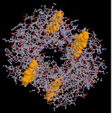 Virtual Textbook: Biomolecules — Peptides and Proteins, figure 26