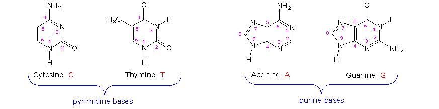 Virtual Textbook: Biomolecules — Nucleic Acids, figure 1