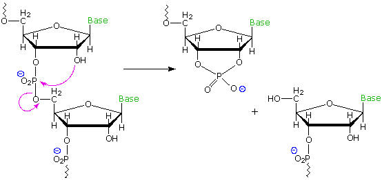 Virtual Textbook: Biomolecules — Nucleic Acids, figure 24