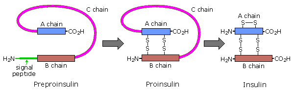 Virtual Textbook: Biomolecules — Nucleic Acids, figure 20