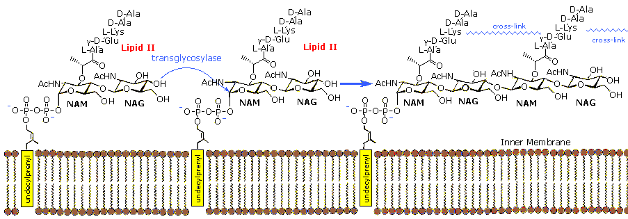 Virtual Textbook: Biomolecules — Nucleic Acids, figure 23
