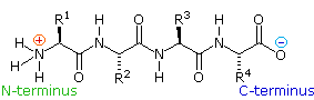 Virtual Textbook: Biomolecules — Peptides and Proteins, figure 1
