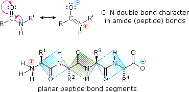 Virtual Textbook: Biomolecules — Peptides and Proteins, figure 2