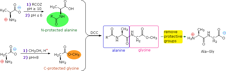 Virtual Textbook: Biomolecules — Peptides and Proteins, figure 32