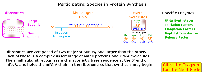 Virtual Textbook: Biomolecules — Nucleic Acids, figure 17