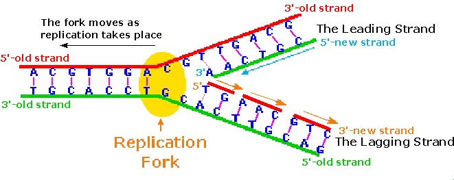 Virtual Textbook: Biomolecules — Nucleic Acids, figure 12
