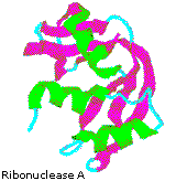 Virtual Textbook: Biomolecules — Peptides and Proteins, figure 35