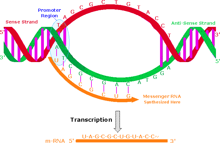 Virtual Textbook: Biomolecules — Nucleic Acids, figure 13