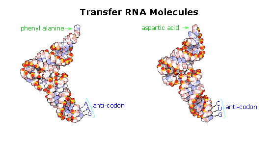 Virtual Textbook: Biomolecules — Nucleic Acids, figure 16