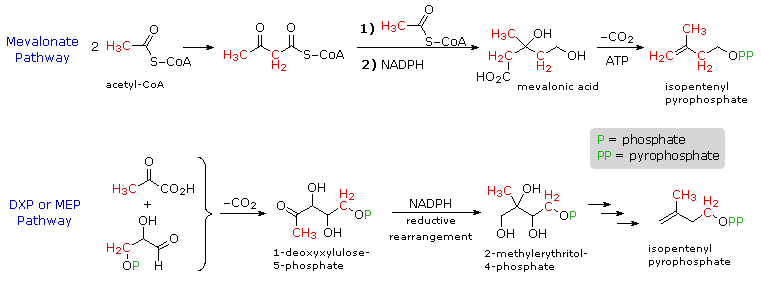 Virtual Textbook: Biomolecules — Lipids, figure 26