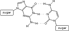 Hydrogen-bonded guanine-cytosine base pair with three H-bonds, sugar groups labeled