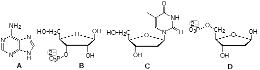 Four structures labeled A-D: adenine base, ribonucleoside-phosphate, thymidine nucleoside, deoxyribonucleotide